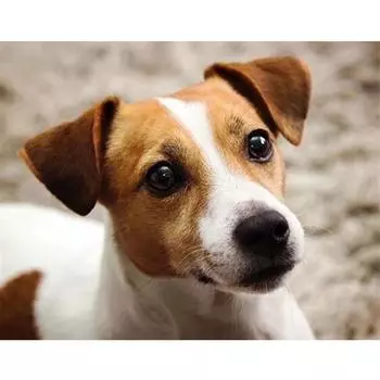 Полный 5D Diy Алмазная картина Верный щенок Вышивка крестиком Домашний декор Подарок ручной работы 25x30cm