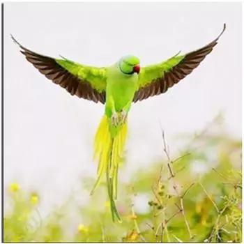 Полный 5D Diy Алмазная картина Желтый попугай животное Вышивка крестом Домашний декор Подарок ручной работы 25x25cm