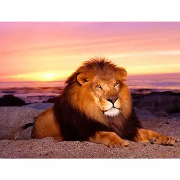 Полный 5D Diy Алмазная картина Женщина и Дракон Вышивка Крестом Домашний Декор Ручной Подарок 25x30cm