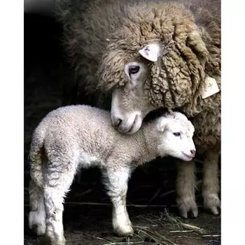 Полный 5D Diy Алмазная картина Женская коза Алмазная вышивка Полный лежал вышивка крестом Домашний декор Подарок ручной работы 20x30cm