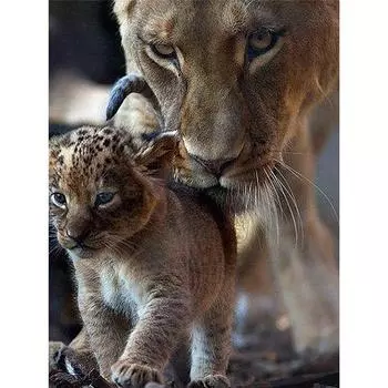 Полный 5D Diy Алмазная картина Животное Тигр Алмазная вышивка Крест Стежок Главная Декор Ручной подарок 25x30cm