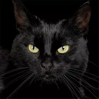 Полный 5D Diy Алмазная картина животных Черный кот Мозаика Вышивка Крестом Домашний декор Ручная работа 25x25cm