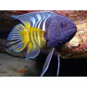 Полный 5D Diy Алмазная картина животных Рыба Алмазная вышивка Крест Стежок Главная Декор Ручной подарок 25x30cm