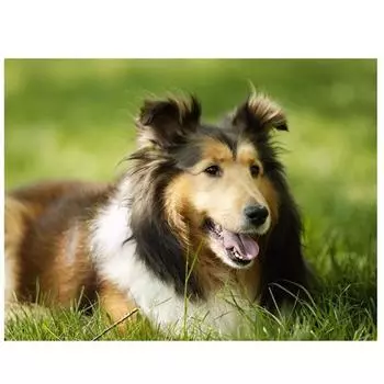 Полный 5D Diy Алмазная картина животных Собака Алмазная вышивка Крест Стежок Главная Декор Ручной подарок 25x30cm