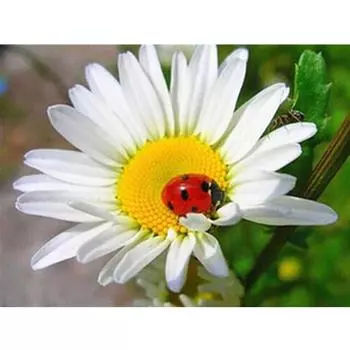 Полный 5D Diy Алмазная картина Жук Цветок Вышивка Крестом Домашний Декор Ручной Подарок 25x30cm