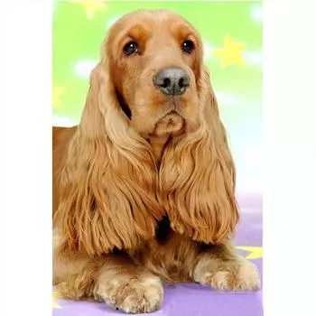 Полный 5D Diy Алмазная картина Золотой ретривер Алмазная вышивка Полный вышивка крестом Домашний декор Подарок ручной работы 20x30cm