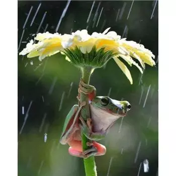 Полный 5D Diy алмазная живопись лягушка прячется от дождя Алмазная вышивка полная вышивка крестиком домашний декор подарок ручной работы 20x30cm