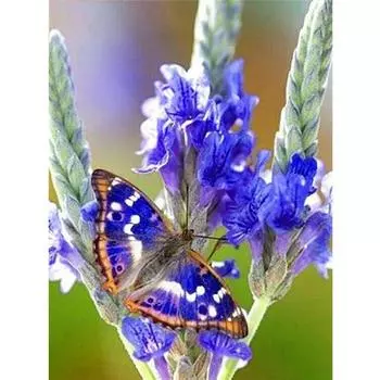 Полный 5D Diy Бриллиант Живопись Бабочка и цветок Вышивка Крестиком Домашний декор Ручной работы Подарок 25x30cm