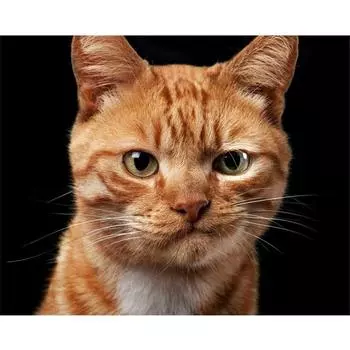 Полный 5D Diy Круглый Алмазная картина Животное Кошка Вышивка Крестом Домашний Декор Ручной Подарок 25x30cm