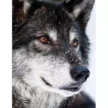 Полный дрель Алмазная картина 5D Алмазная художественная мозаика Ручная вышивка Сельский дом Украшение дома 20X30CM