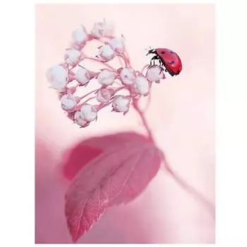 Полный дрель вышивка крестом домашний декор Алмазная картина Coccinella цветок вышивка живопись 20X30CM