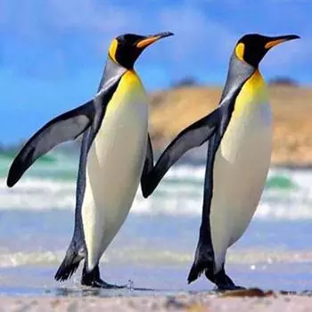 Полный круглый 5D алмазная живопись милые пингвины DIY Алмазная мозаика животное вышивка изображение стразы украшение дома Full Round 20x20CM