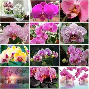 Полный круглый 5D алмазная живопись Орхидея картина Алмазная мозаика смола цветок вышивка ремесла наборы для вышивки крестом домашний декор Full Round 20x30CM