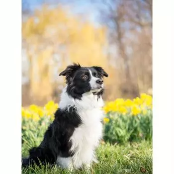 Полный круглый алмаз картина собака 5D вышивка животных мозаика вышивка крестиком ремесленный домашний декор 30x40 см/12x16 дюймов 30x40cm NO Frame