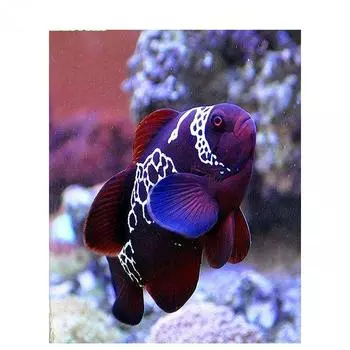 Полный круглый алмаз живопись вышивка крестом Рыба-клоун 5D DIY Алмазная вышивка мозаика животные наборы страз иглы Full Round 20x30CM