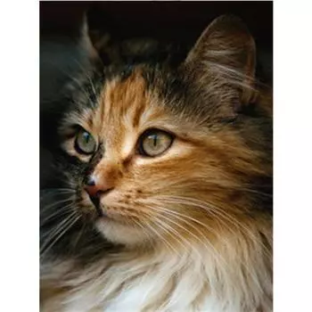 Полный круглый DIY Алмазная вышивка Кот 5D Алмазная картина Горный хрусталь Мозаика Декор 20X30CM