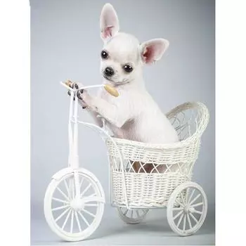 Полный круглый дрель 5D DIY Алмазная картина Собака Чихуахуа 3D Вышивка бисером Вышивка крестом 20X30CM