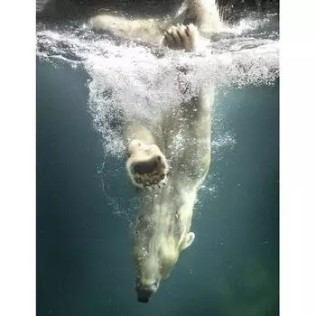 Полный круглый дрель Алмазная вышивка Белый медведь в воде Алмазная картина Вышивка крестиком Горный хрусталь 20X30CM