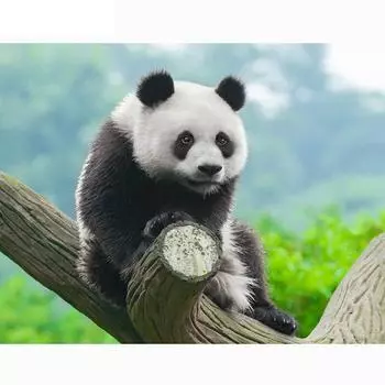 Полный круглый дрель Алмазная вышивка Панда 5D DIY Алмазная картина Вышивка крестом Горный хрусталь 20X30CM