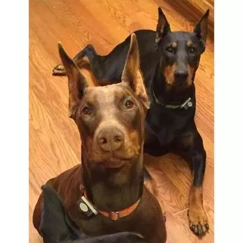 Полный круглый дрель алмазная живопись вышивка крестиком ремесленная мозаика Алмазная вышивка пейзаж животные мозаичный узор домашний декор 15x20CM