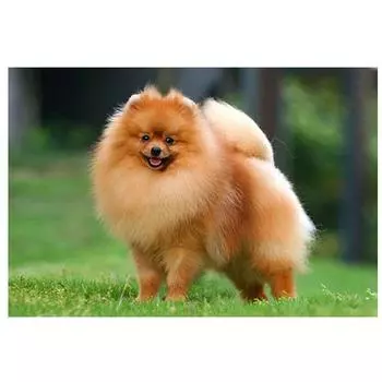 Полный круглый/квадратный 5D Diy Алмазная картина Хироми Вышивка Полный набор для вышивки крестом Домашний декор Подарок ручной работы Round 20x30cm