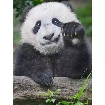 Полный круглый/квадратный 5D Diy алмазная живопись Манящая панда Алмазная вышивка наборы крестиков домашний декор подарки ручной работы Round 20x30cm