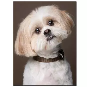 Полный круглый/квадратный 5D Diy алмазная живопись собака вышивка полный набор крестиков домашний декор подарок ручной работы Round 20x30cm