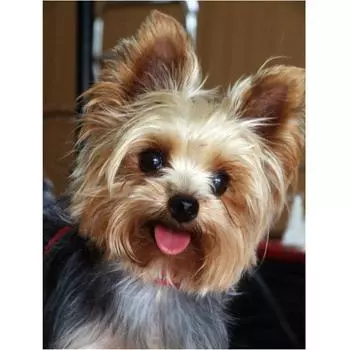 Полный круглый/квадратный 5D Diy алмазная живопись милый щенок Алмазная вышивка наборы крестиков домашний декор подарки ручной работы Round 20x30cm