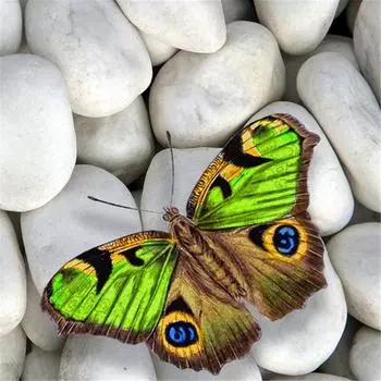 Полный круглый/квадратный 5D Diy алмазная живопись камень бабочка Алмазная вышивка полный набор крестиков домашний декор подарок ручной работы Round 25x25cm