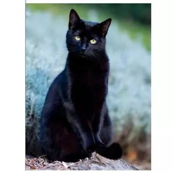 Полный круглый/квадратный 5D Diy алмазная живопись элегантный черный кот Алмазная вышивка наборы крестиков домашний декор подарки ручной работы Round 20x30cm