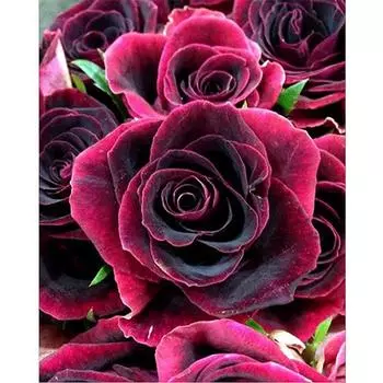 Полный квадрат Алмазная картина красная роза цветок 5D DIY Алмазная вышивка цветок горный хрусталь 15*20 cm