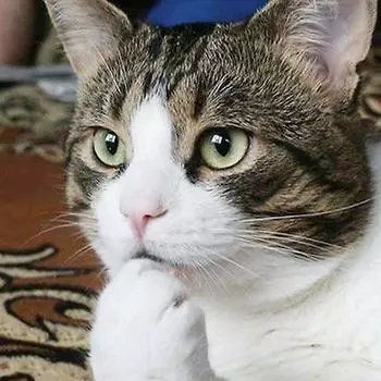 Полный квадратный дрель DIY 5D алмазная живопись вышивка крестиком кошачья пасть вышивка мозаика дома 20*30 cm