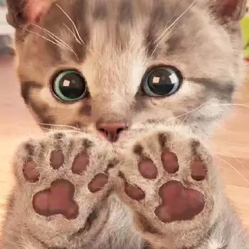 Полный квадратный круглый дрель наборы для алмазной живописи когтистый кот DIY вышивка крестиком домашний декор 20*20 cm