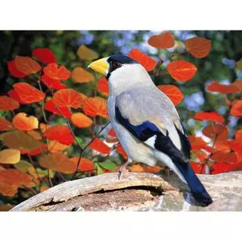Полная круглая алмазная вышивка Птица на ветке цветка 5D DIY Алмазная картина вышивка крестом 20X30CM