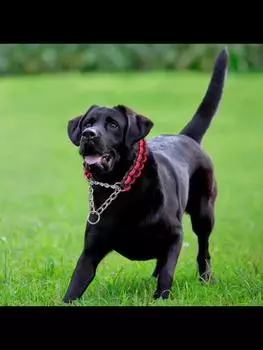 Поводки для домашних животных, большие поводки для собак, прочный вязаный ошейник для прогулок, бега, гор, товары для домашних животных чёрный