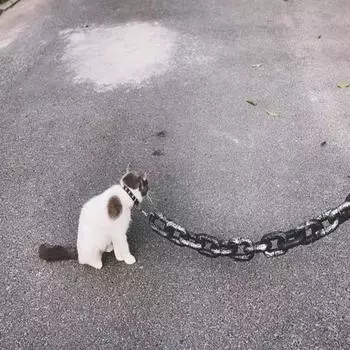 Поводки для собак 2M/6.56 футов Водонепроницаемые цепи для щенков Большие поводки для дрессировки собак Забавные амортизирующие поводки для собак оранжевый