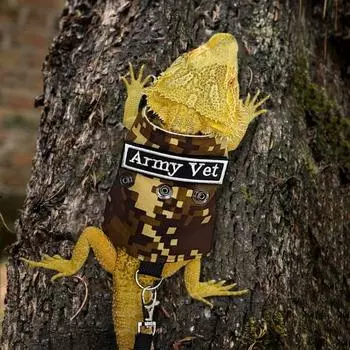 Поводок бородатого дракона с ремнем для рептилий, тяговая веревка, тренировочный поводок для прогулок на открытом воздухе, поводок для рептилий, морских свинок, ящериц кофейный