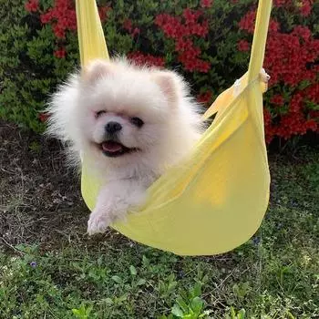 Повседневная сумка-переноска для домашних животных, сумка-переноска для собак, маленькая, желтая, корейский шампунь для домашних животных