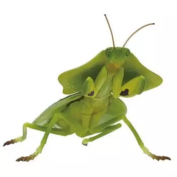 Primary Color Encyclopedia Series Primary Color Mimic Insect Gacha Gacha Capsule Toy [4. Konohakamantis] (Single Item)