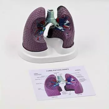 Прочная фиолетовая модель легкого человека - анатомическая копия из ПВХ с цветной структурой для образования, кабинета врача и обучения в классе - на батарейках