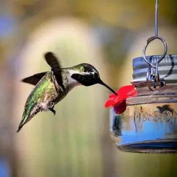 Прочный негерметичный цветочный легко моющийся контейнер для корма для птиц Природа Колибри Кормушка для посуды Садовые принадлежности 1