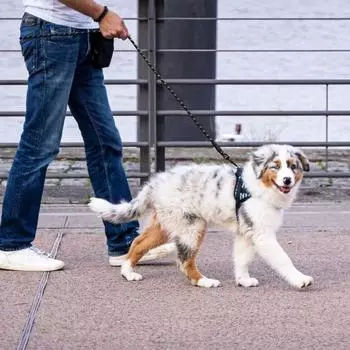 Прочный поводок для собак с мягкой ручкой, светоотражающий нейлоновый поводок для домашних животных, вращающийся на 360 градусов, для маленьких и средних собак 2M чёрный