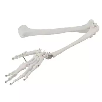 Профессиональная модель человеческой руки, модель кости верхней конечности для обучающей демонстрации