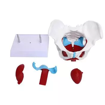 Профессиональная модель мышц тазового дна женской больницы таза для обучения