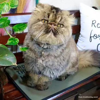 PROMO THERMO MAT Black Silica Pet S Cat Package Far Infrared Heating Heat Storage Thermal Retention for Dogs and Cats Made in Japan Washable Health