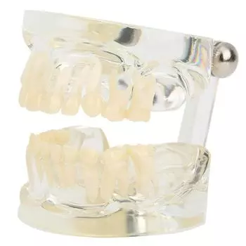 Прозрачная первичная модель молочных зубов для использования в лабораторных условиях в детском саду и больнице
