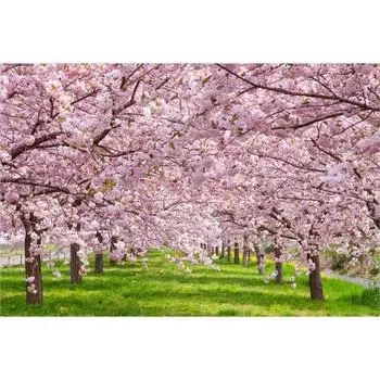 Puzzle Life Pink Cherry Blossom Road PL1356 1000 деталей, популярные корейские пазлы