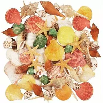 Ракушки, смешанные пляжные ракушки, 9 видов, 1,2-3,5 дюйма, разные размеры, натуральные ракушки и 2 вида натуральных морских звезд белый