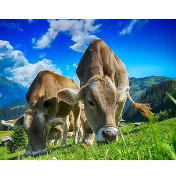Рамка для рисования по номерам, наборы для взрослых, наборы для крупного рогатого скота, подарок «сделай сам», животные, картина ручной работы с номером для домашнего декора стен 40x50 40x50cm NO Frame