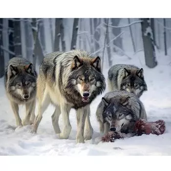 Рамка Зимняя картина Diy Картина по номерам для взрослых Наборы Волк Животные Акриловая краска на холсте Картина для домашнего декора Подарок Diy 40x50 см 40x50cm NO Frame